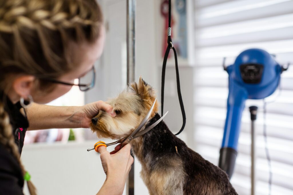 curso peluqueria canina a distancia