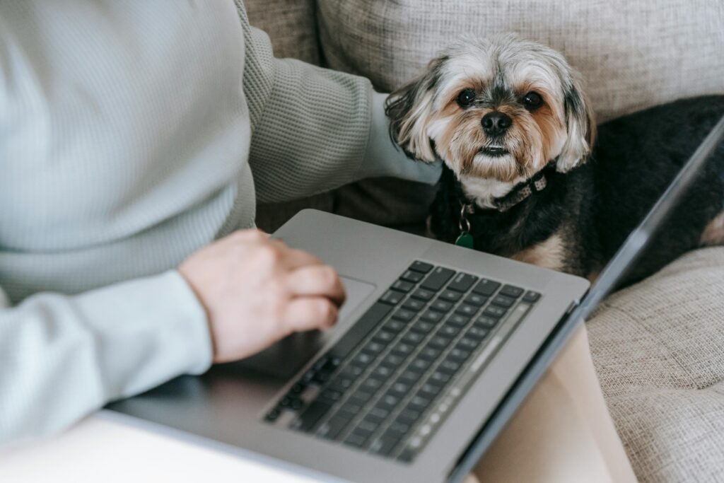 curso peluqueria canina online