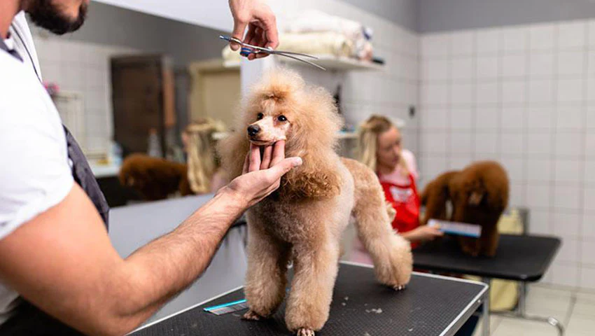 curso presencial peluqueria canina. perro en mesa quieto mientras le cortan el pelo de la cabeza